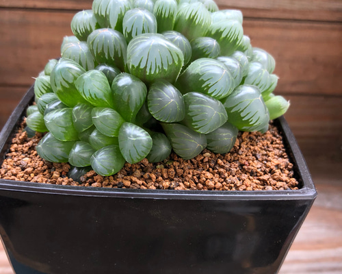 ハオルチア ナイルの雫 Haworthia kougaensis n.n., DMC13934, Kouga