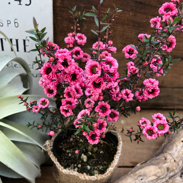 八重咲き♡フリフリ♡ギョリュウバイ♡ガーデニング♡毎年大きく♡観葉植物 3枚目の画像