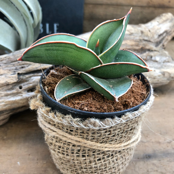 希少 大サイズ 美品 サンスベリア ロブスタ 斑入り バリエガータ