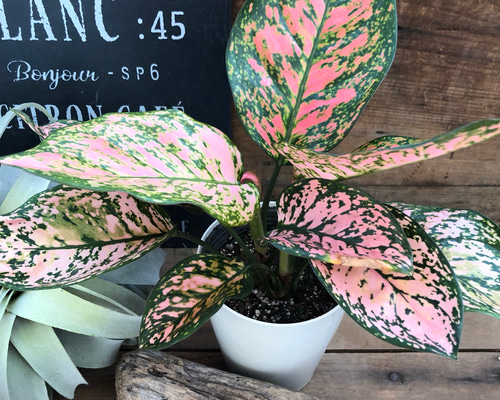 1_f58d315ce977a09d4295accb4435