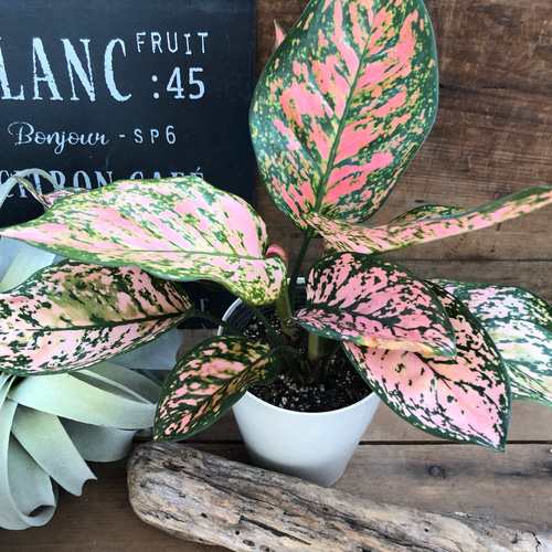希少♡幸運を運ぶ♡ピンクの斑入り♡観葉植物♡アグラオネマ