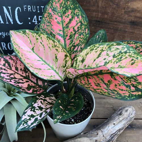 アグラオネマ ピクタム(MB-2022/AJML/NXG01) 小 アグラオネマ ピクタム