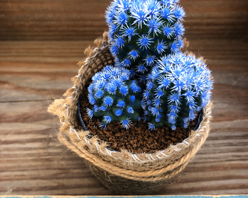 サボテン　青紫白世界3コン 3個のみ♡新色♡濃青♡♡明日香姫♡サボテン♡多肉植物