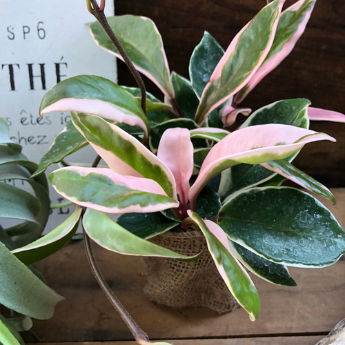 リップカラー♡ピンクのホヤ♡希少♡お洒落♡観葉植物♡インテリア