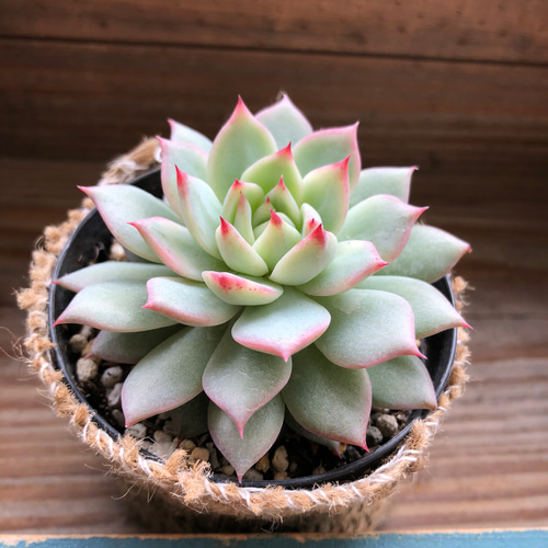 希少♡ティッピー♡エケベリア♡紅葉♡多肉植物♡インテリア アート