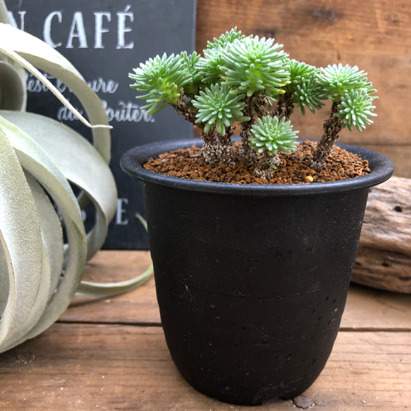 多肉植物 中型 緑とピンク*3 楽天市場】ピンクウィッチ アエオニウム Mサイズ 5.5cmポット