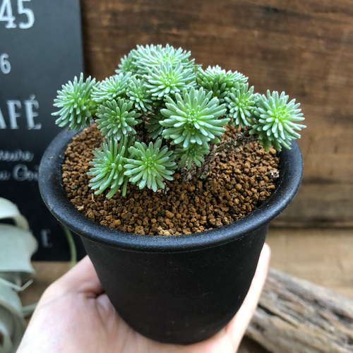 3個のみ♡レア品種♡小松緑♡木立♡多肉植物♡セダム♡お洒落 アート