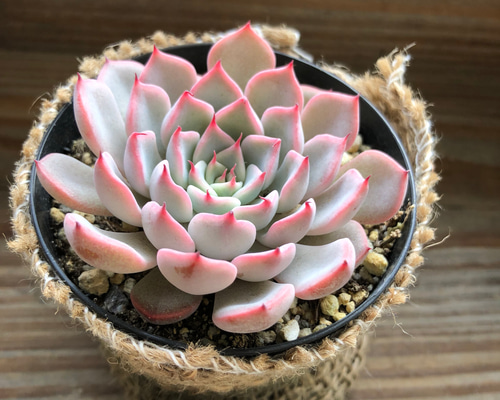 ピンクザラコーサ♡エケベリア♡多肉植物♡インテリア♡ガーデニング