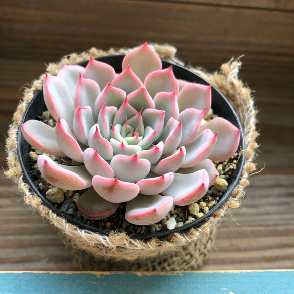 ピンクザラコーサ♡エケベリア♡多肉植物♡インテリア♡ガーデニング