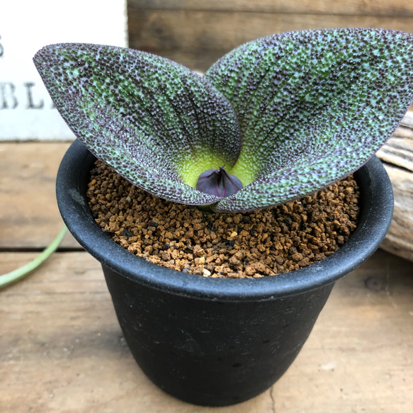 その他観葉植物 Maefull Gems レア品種♡マッソニア プスツラータ♡観葉植物♡美しい♡多肉植物