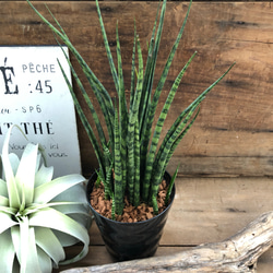 ❤11月中の特売❤サンスベリア 空気清浄機になるミカド抜き苗子供3個