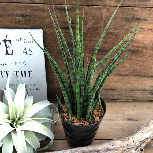 希少で高価♡ファンウッド ミカド♡サンスベリア♡マイナスイオン発生