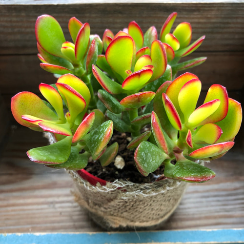 縁起の良い多肉植物「金のなる木」　　（写真R7年5月撮影） 縁起の良い多肉植物「金のなる木」 （写真R7年5月撮影） Amazon｜ノー