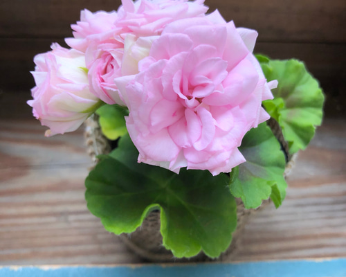 バラ咲きゼラニウム♡ミルフィーユローズ♡毎年咲きます