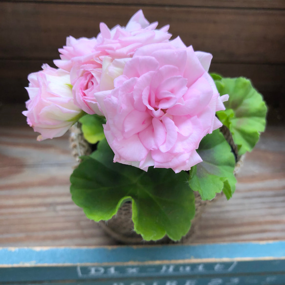 バラ咲きゼラニウム♡ミルフィーユローズ♡毎年咲きます♡ガーデニング♡観葉植物 1枚目の画像