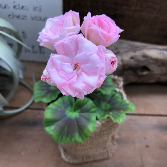 バラ咲きゼラニウム♡ミルフィーユローズ♡毎年咲きます♡ガーデニング♡観葉植物 2枚目の画像