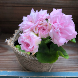 バラ咲きゼラニウム♡ミルフィーユローズ♡毎年咲きます♡ガーデニング♡観葉植物 3枚目の画像