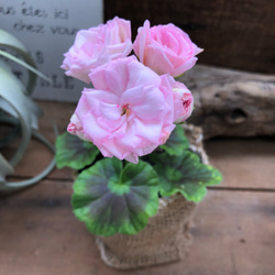 バラ咲きゼラニウム♡ミルフィーユローズ♡毎年咲きます♡ガーデニング♡観葉植物 4枚目の画像