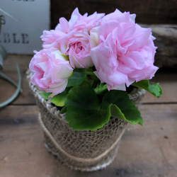 バラ咲きゼラニウム♡ミルフィーユローズ♡毎年咲きます♡ガーデニング♡観葉植物 5枚目の画像