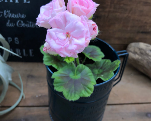 240 ＊濃いピンクの可愛い薔薇咲きゼラニウム（ディープミルフィーユローズ） バラ咲きゼラニウム ミルフィーユローズ ジャンクガーデン 寄せ植え