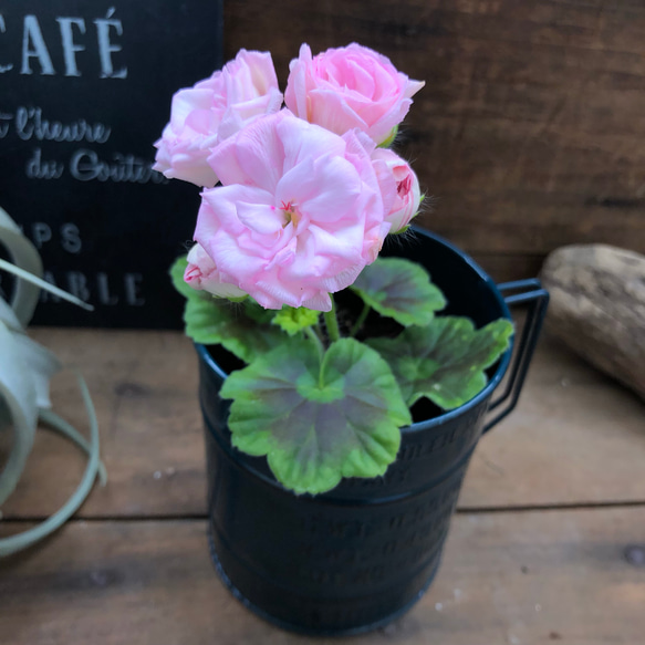 206 ＊濃いピンクの可愛い薔薇咲きゼラニウム（ディープミルフィーユローズ） 26年4月下旬予約]ゼラニウム（バラ咲き）：ディープミル