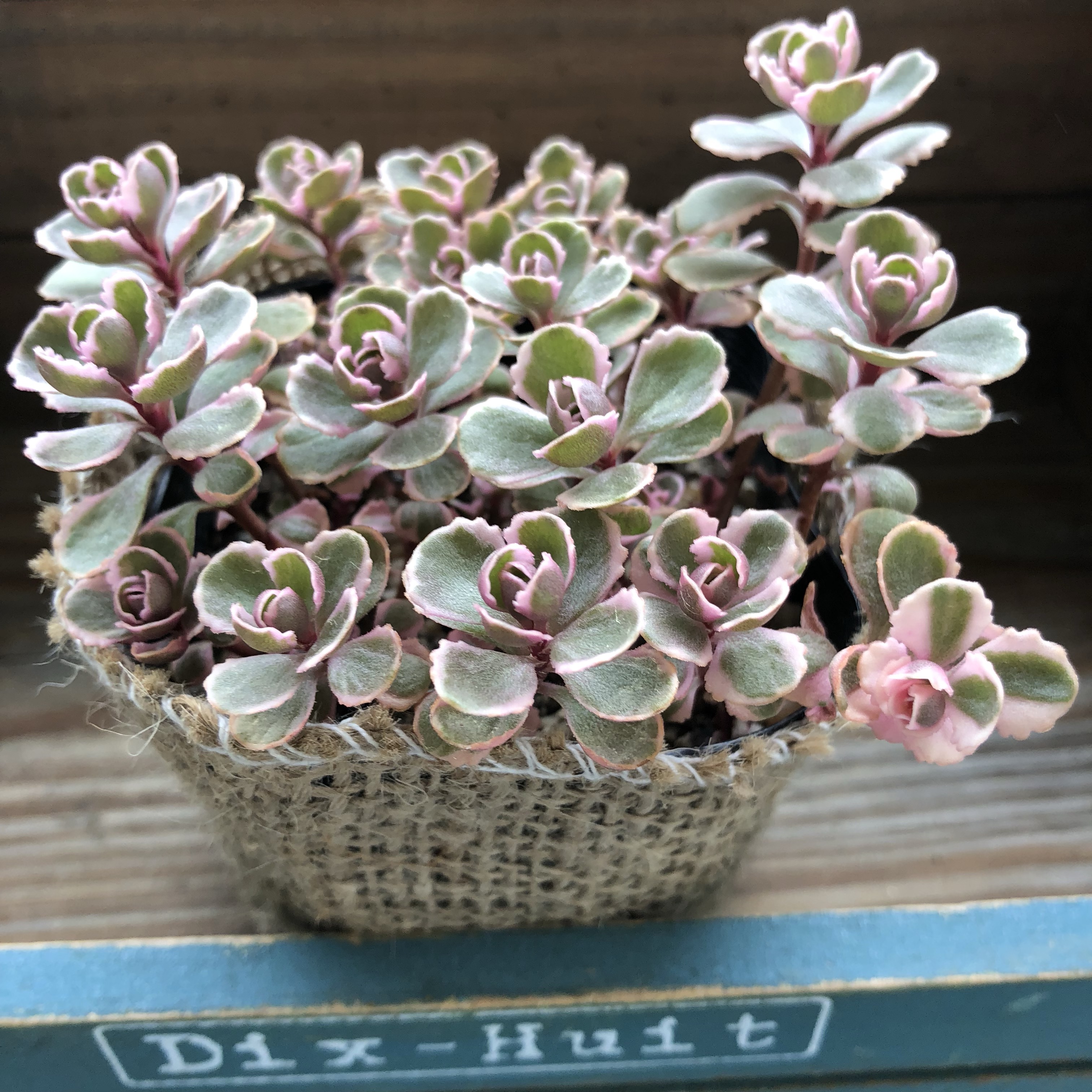 農園直売 多肉植物 寄せ植え パープルディライト覆輪錦（単
