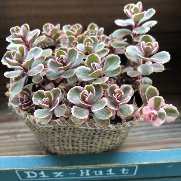 ピンクの縁取り♡トリカラー♡多肉植物♡セダム♡ガーデニング