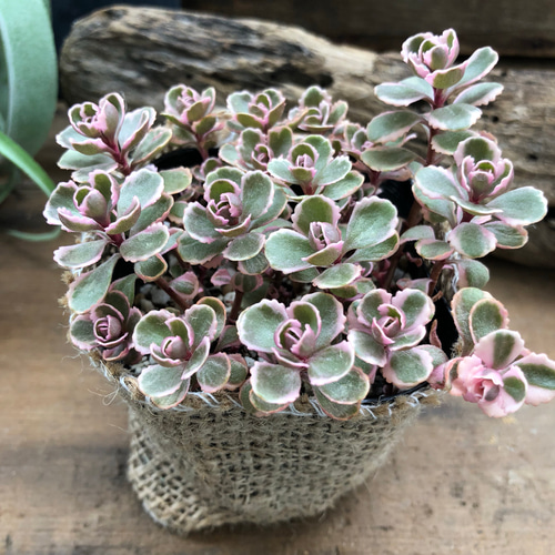 ピンクの縁取り♡トリカラー♡多肉植物♡セダム♡ガーデニング アート