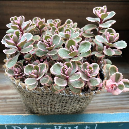 多肉植物 赤と緑のグラデーション 多肉植物 赤と緑のグラデーション*4