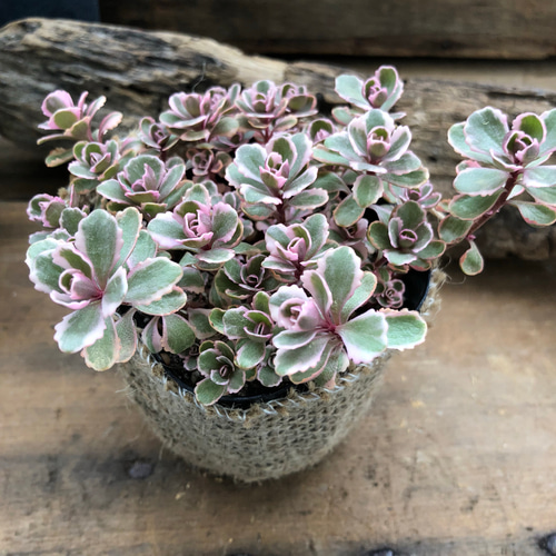 ピンクの縁取り♡トリカラー♡多肉植物♡セダム♡ガーデニング アート