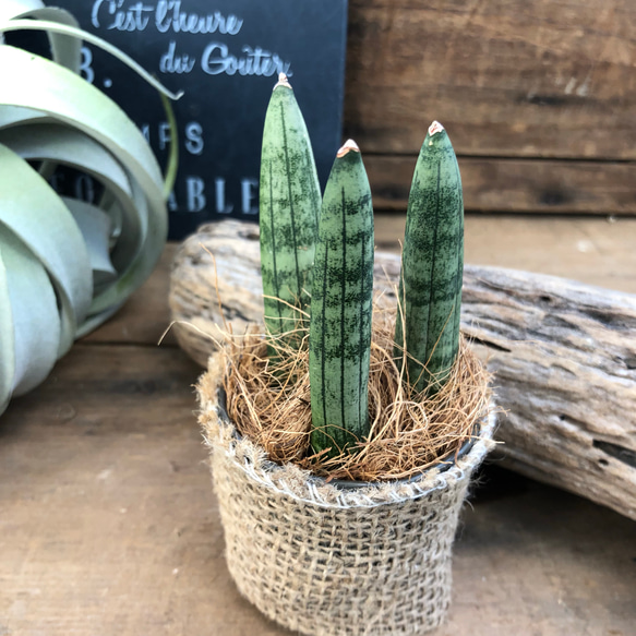 デスクに♡空気清浄♡マイナスイオン発生♡ボンセレンシス♡サンスベリア♡多肉植物♡観葉植物 1枚目の画像