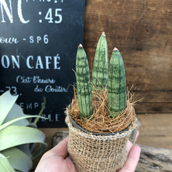 デスクに♡空気清浄♡マイナスイオン発生♡ボンセレンシス♡サンスベリア♡多肉植物♡観葉植物 2枚目の画像