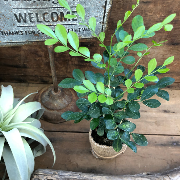 シルクジャスミン♡観葉植物♡インテリア♡柑橘系の花♡ガーデニング♡ 1枚目の画像