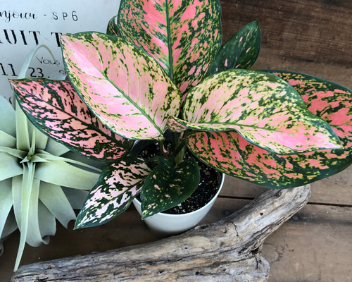 0_6931d311849a24834ce07844add4