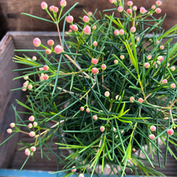 ピカイチ可愛いお花♡蝋かかった♡ワックスフラワー♡ガーデニング♡観葉植物♡インテリア 3枚目の画像