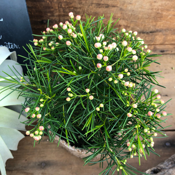 ピカイチ可愛いお花♡蝋かかった♡ワックスフラワー♡ガーデニング♡観葉植物♡インテリア 5枚目の画像