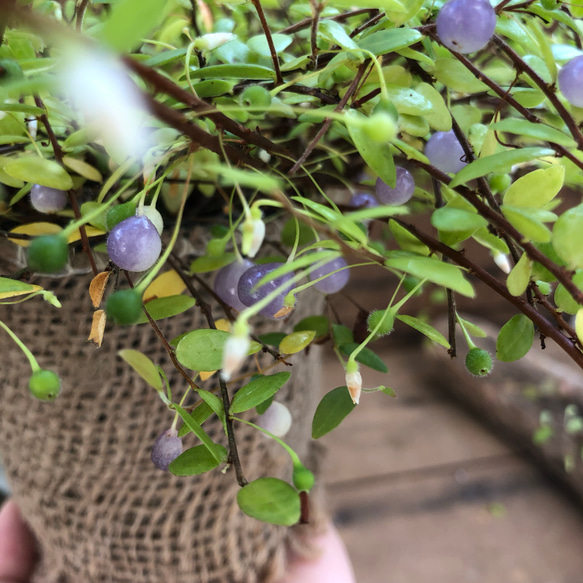 大丈夫♡パワーストーンの実♡真珠コケモモ♡観葉植物♡ガーデニング♡インテリア 4枚目の画像