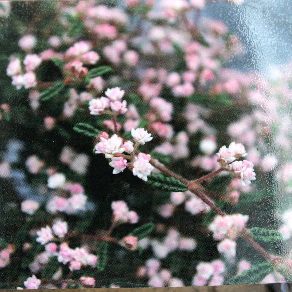 てんのうめ♡星屑のようなピンクの花♡天皇梅♡盆栽♡観葉植物♡ガーデニング 1枚目の画像