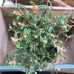 てんのうめ♡星屑のようなピンクの花♡天皇梅♡盆栽♡観葉植物♡ガーデニング 3枚目の画像