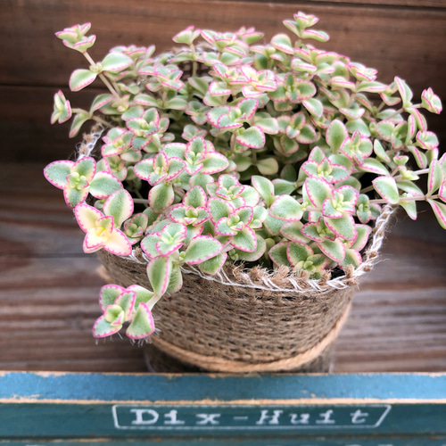 ピンクの縁取り♡リトルミッシー♡モリモリ♡セダム♡多肉植物♡紅葉