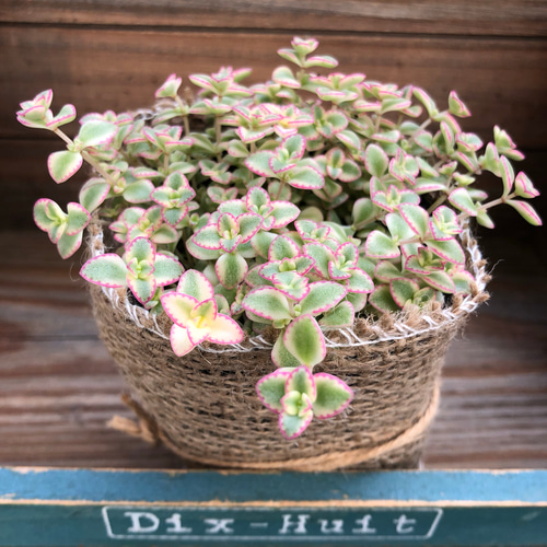 ピンクの縁取り♡リトルミッシー♡モリモリ♡セダム♡多肉植物♡紅葉