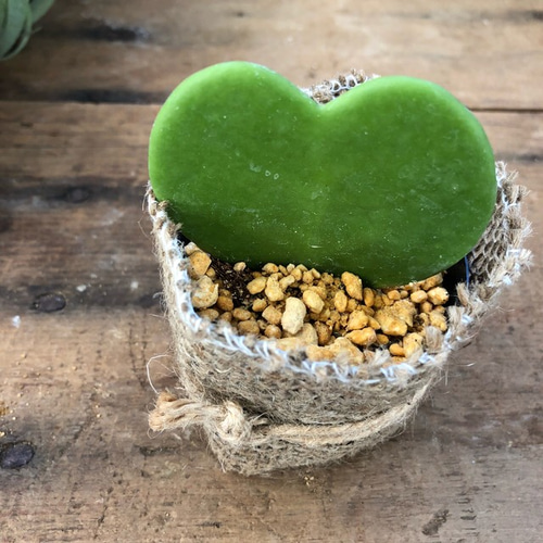 ハートの葉♡ラブハート♡♡ホヤハート♡観葉植物♡インテリアグリーン