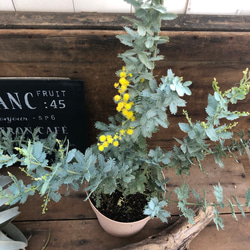 ３個のみ♡待望の花付き♡シンボルツリーに♡ミモザ アカシア♡ガーデニング♡観葉植物♡ 1枚目の画像