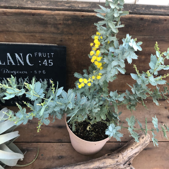 ３個のみ♡待望の花付き♡シンボルツリーに♡ミモザ アカシア♡ガーデニング♡観葉植物♡ 4枚目の画像