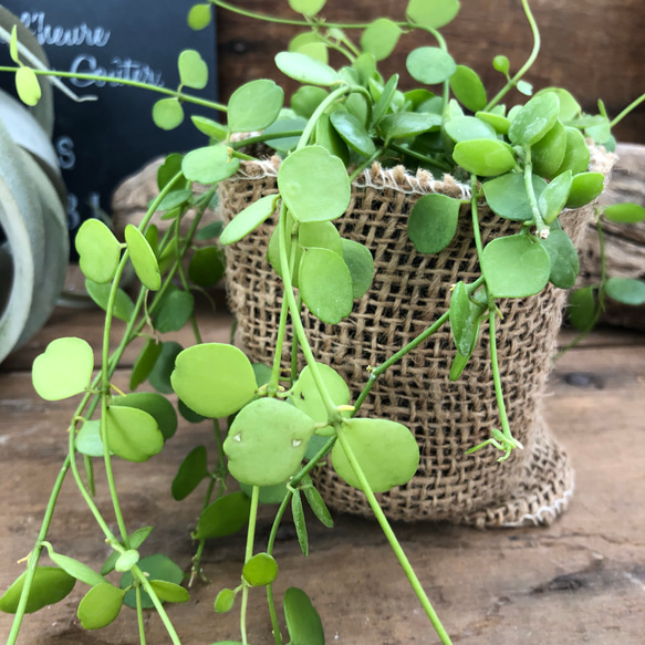 ハートジュエリー♡ディスキティア♡観葉植物♡垂れ下がり♡インテリア 1枚目の画像