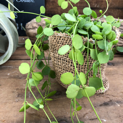 ハートジュエリー♡ディスキティア♡観葉植物♡垂れ下がり♡インテリア 3枚目の画像