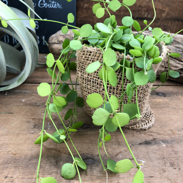 ハートジュエリー♡ディスキティア♡観葉植物♡垂れ下がり♡インテリア 4枚目の画像