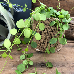 ハートジュエリー♡ディスキティア♡観葉植物♡垂れ下がり♡インテリア 5枚目の画像