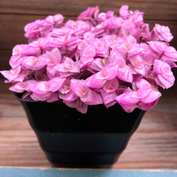 大人気♡桜色カリシア♡カリシアロザート♡観葉植物♡多肉植物♡インテリア 1枚目の画像