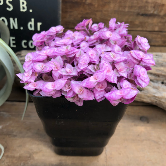 大人気♡桜色カリシア♡カリシアロザート♡観葉植物♡多肉植物♡インテリア 2枚目の画像